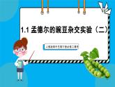 人教版高中生物下册必修二1.2 孟德尔的豌豆杂交实验（二）课件