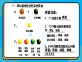 人教版高中生物下册必修二1.2 孟德尔的豌豆杂交实验（二）课件