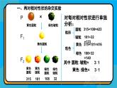 人教版高中生物下册必修二1.2 孟德尔的豌豆杂交实验（二）课件