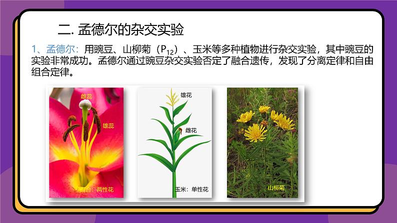 人教版高中生物下册必修二1.1 孟德尔的豌豆杂交实验（一）课件06