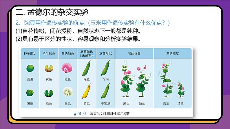 人教版高中生物下册必修二1.1 孟德尔的豌豆杂交实验（一）课件07