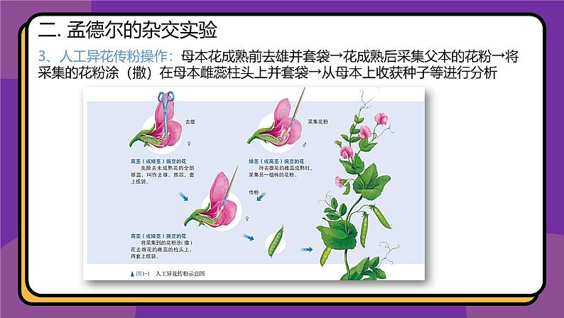 人教版高中生物下册必修二1.1 孟德尔的豌豆杂交实验（一）课件08