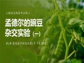 人教版生物高中必修二第1章 遗传因子的发现第1节孟德尔的豌豆杂交实验（一）（第2课时）课件