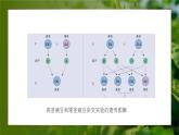 人教版生物高中必修二第1章 遗传因子的发现第1节孟德尔的豌豆杂交实验（一）（第2课时）课件