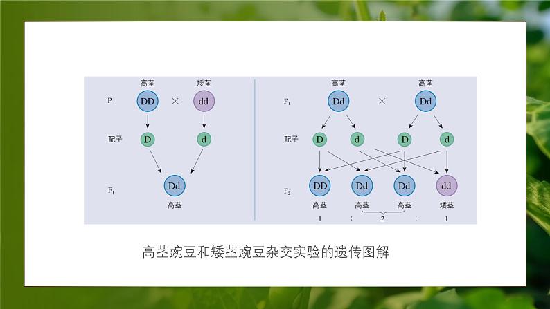 人教版生物高中必修二第1章 遗传因子的发现第1节孟德尔的豌豆杂交实验（一）（第2课时）课件04