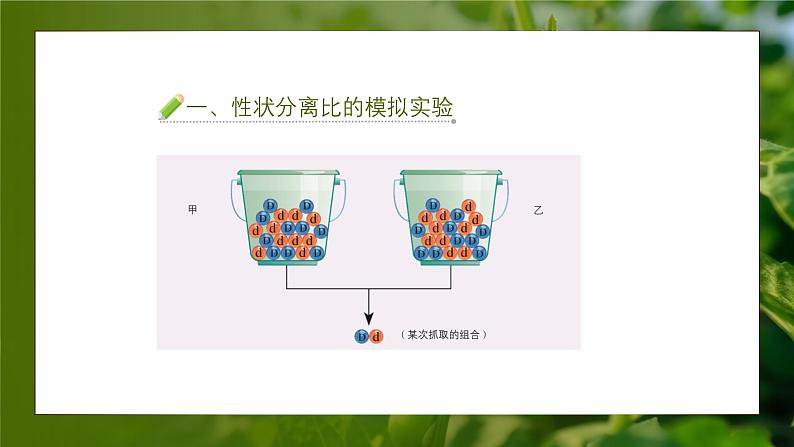 人教版生物高中必修二第1章 遗传因子的发现第1节孟德尔的豌豆杂交实验（一）（第2课时）课件07