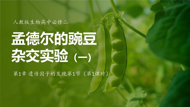 人教版生物高中必修二第1章 遗传因子的发现第1节孟德尔的豌豆杂交实验（一）（第1课时）课件第1页