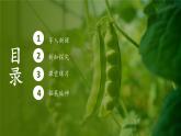 人教版生物高中必修二第1章 遗传因子的发现第1节孟德尔的豌豆杂交实验（一）（第1课时）课件