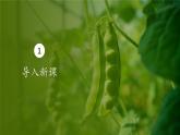 人教版生物高中必修二第1章 遗传因子的发现第1节孟德尔的豌豆杂交实验（一）（第1课时）课件