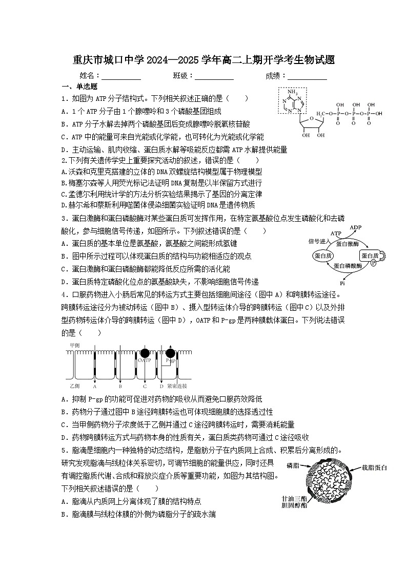 重庆市城口中学 2024-2025学年高二上期开学考试生物试题第1页