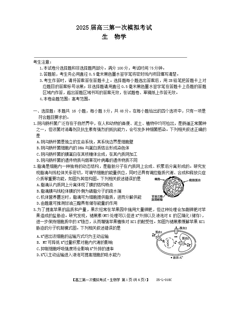 陕西省教育联盟2025届高三上学期第一次模拟考试生物试题（Word版附答案）01
