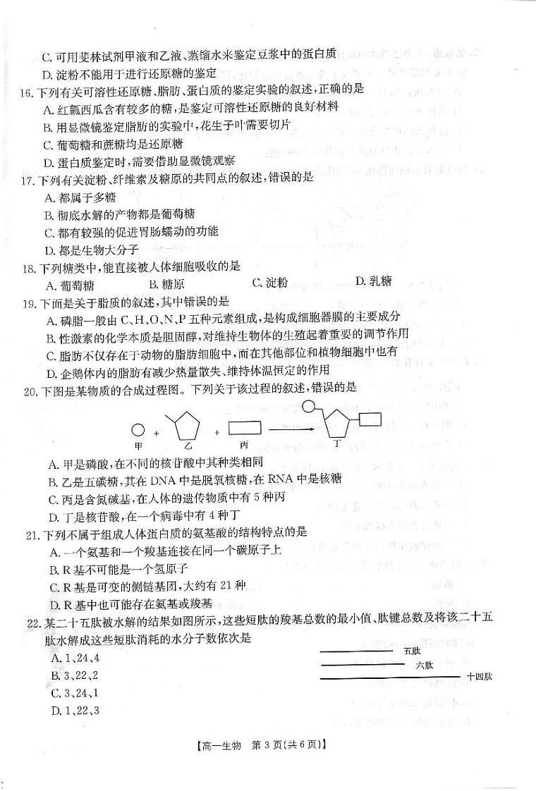 河南百所名校2022-2023学年高一上学期10月联考生物试卷及答案03