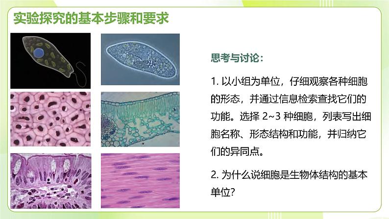 沪科技版(2020)高中生物 必修一 1.3 细胞是生物体结构的基本单位 课件03