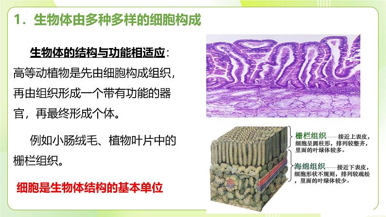 沪科技版(2020)高中生物 必修一 1.3 细胞是生物体结构的基本单位 课件05