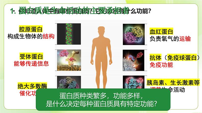 沪科技版(2020)高中生物 必修一 2.2 蛋白质和核酸是重要的生物大分子 课件04