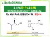 沪科技版(2020)高中生物 必修一 2.2 蛋白质和核酸是重要的生物大分子 课件