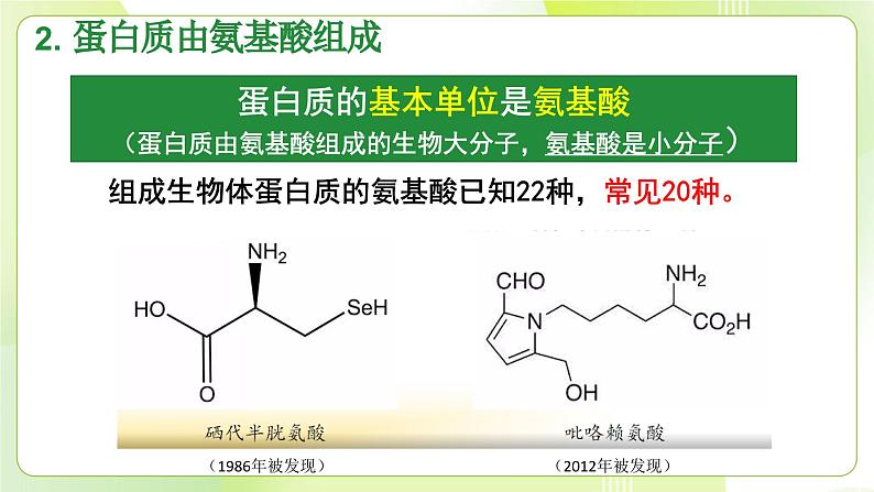 沪科技版(2020)高中生物 必修一 2.2 蛋白质和核酸是重要的生物大分子 课件05