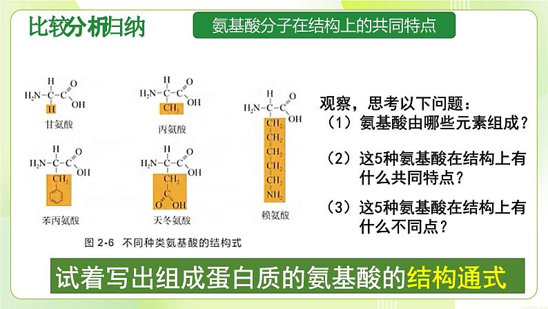 沪科技版(2020)高中生物 必修一 2.2 蛋白质和核酸是重要的生物大分子 课件07