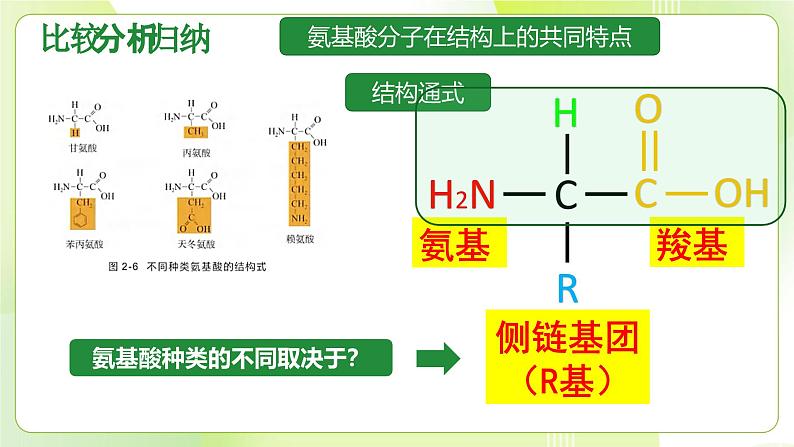 沪科技版(2020)高中生物 必修一 2.2 蛋白质和核酸是重要的生物大分子 课件08