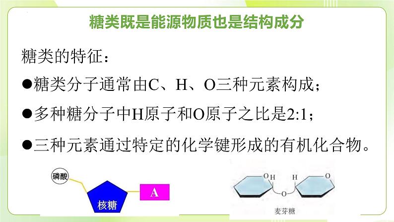 沪科技版(2020)高中生物 必修一 2.3.1 糖类和脂质是细胞的结构成分和能源物质——糖类 课件07