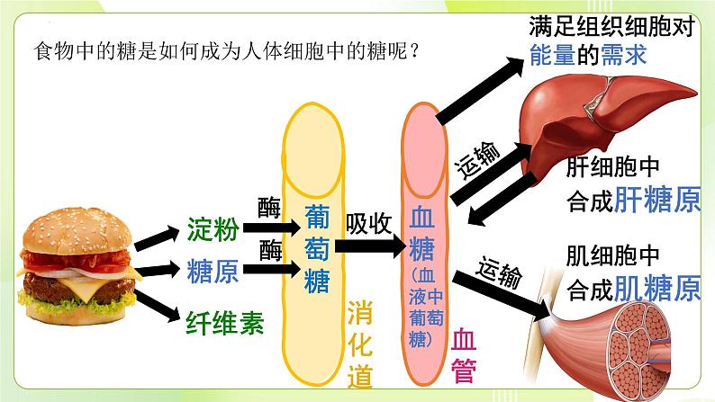 沪科技版(2020)高中生物 必修一 2.3.2 脂质对维持细胞结构与功能有重要作用 课件第3页