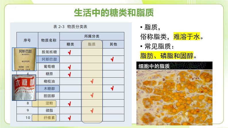 沪科技版(2020)高中生物 必修一 2.3.2 脂质对维持细胞结构与功能有重要作用 课件第5页