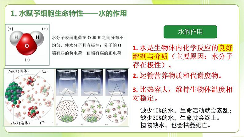 沪科技版(2020)高中生物 必修一 2.4 水和无机盐是生命活动的必需物质 课件06