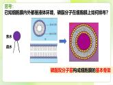 沪科技版(2020)高中生物 必修一 3.1 细胞由质膜包裹 课件