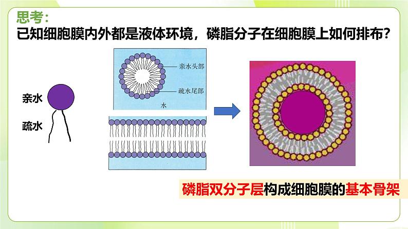 沪科技版(2020)高中生物 必修一 3.1 细胞由质膜包裹 课件05