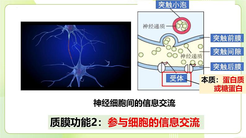 沪科技版(2020)高中生物 必修一 3.1 细胞由质膜包裹 课件08