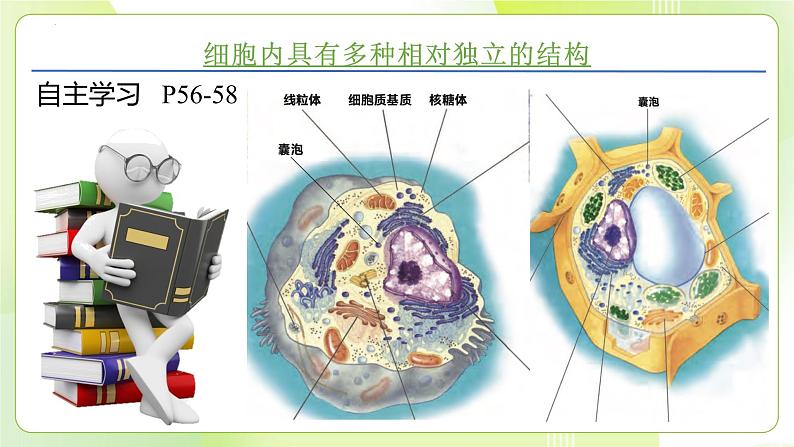 沪科技版(2020)高中生物 必修一 3.2.1 细胞各部分结构及分工又合作（细胞内具有多种相对独立的结构）课件04