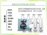 沪科技版(2020)高中生物 必修一 3.2.1 细胞各部分结构及分工又合作（细胞内具有多种相对独立的结构）课件