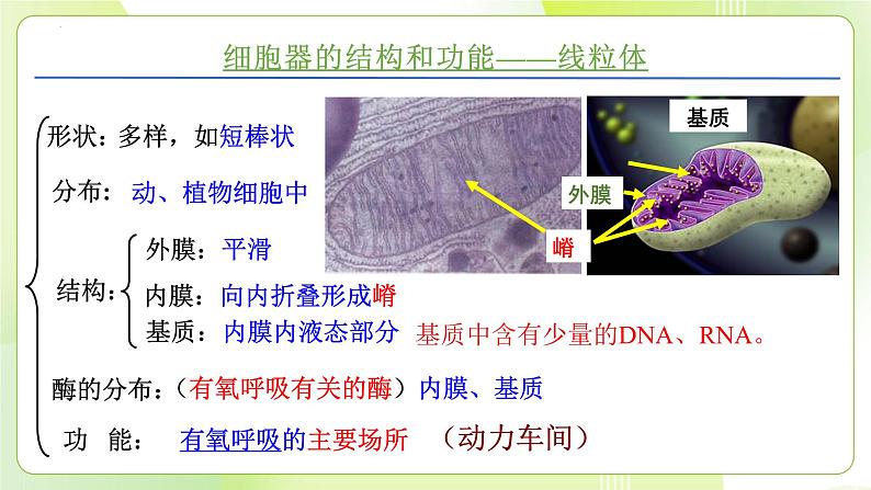 沪科技版(2020)高中生物 必修一 3.2.1 细胞各部分结构及分工又合作（细胞内具有多种相对独立的结构）课件06