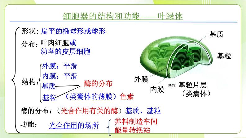 沪科技版(2020)高中生物 必修一 3.2.1 细胞各部分结构及分工又合作（细胞内具有多种相对独立的结构）课件07