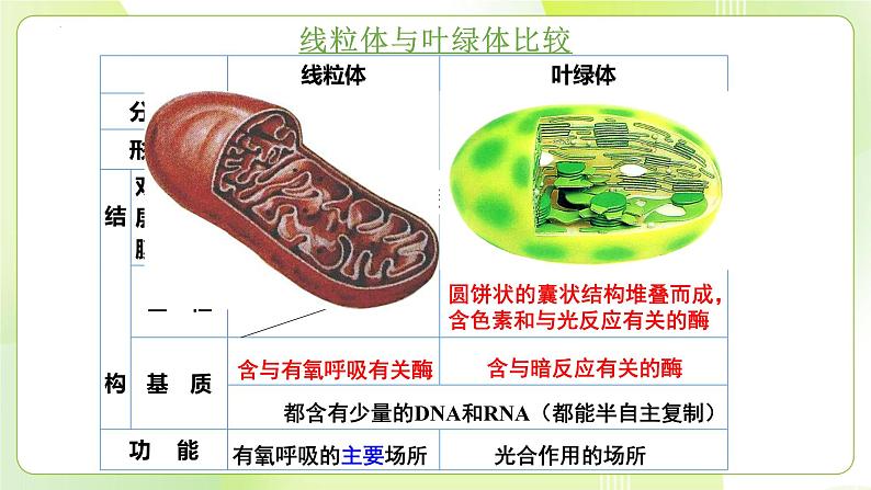 沪科技版(2020)高中生物 必修一 3.2.1 细胞各部分结构及分工又合作（细胞内具有多种相对独立的结构）课件08