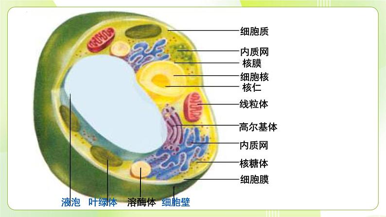 沪科技版(2020)高中生物 必修一 3.2.2 细胞各部分结构既分工又合作（细胞核与分泌蛋白）课件02