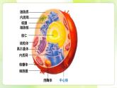 滬科技版(2020)高中生物 必修一 3.2.2 細(xì)胞各部分結(jié)構(gòu)既分工又合作（細(xì)胞核與分泌蛋白）課件
