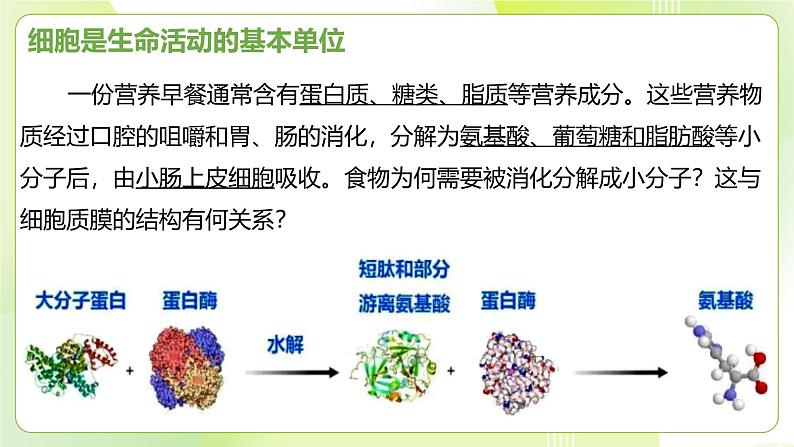 沪科技版(2020)高中生物 必修一 4.1 细胞通过质膜与外界进行物质交换 课件第2页