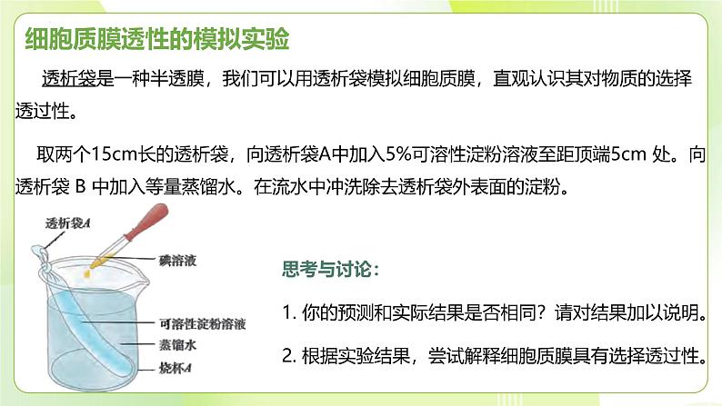 沪科技版(2020)高中生物 必修一 4.1 细胞通过质膜与外界进行物质交换 课件第3页