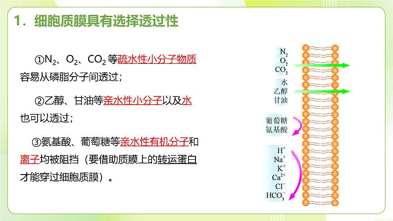 沪科技版(2020)高中生物 必修一 4.1 细胞通过质膜与外界进行物质交换 课件第4页