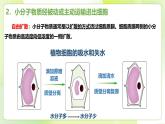 沪科技版(2020)高中生物 必修一 4.1 细胞通过质膜与外界进行物质交换 课件