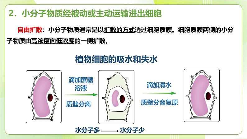 沪科技版(2020)高中生物 必修一 4.1 细胞通过质膜与外界进行物质交换 课件05