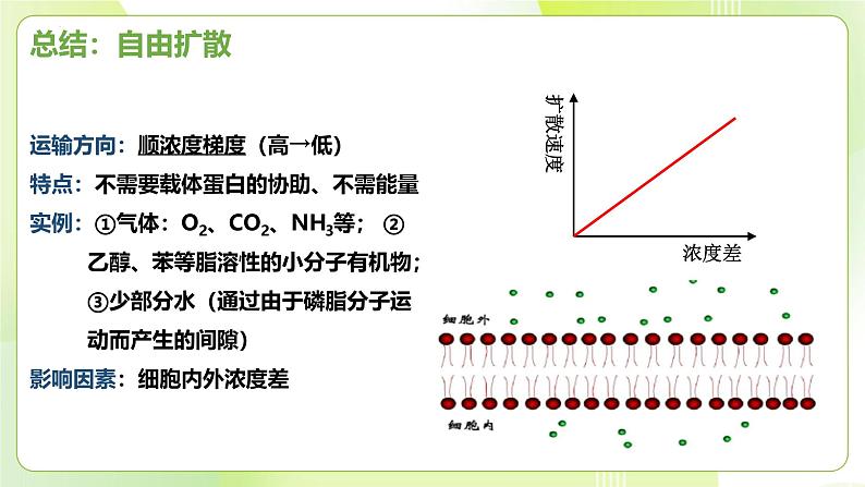 沪科技版(2020)高中生物 必修一 4.1 细胞通过质膜与外界进行物质交换 课件07