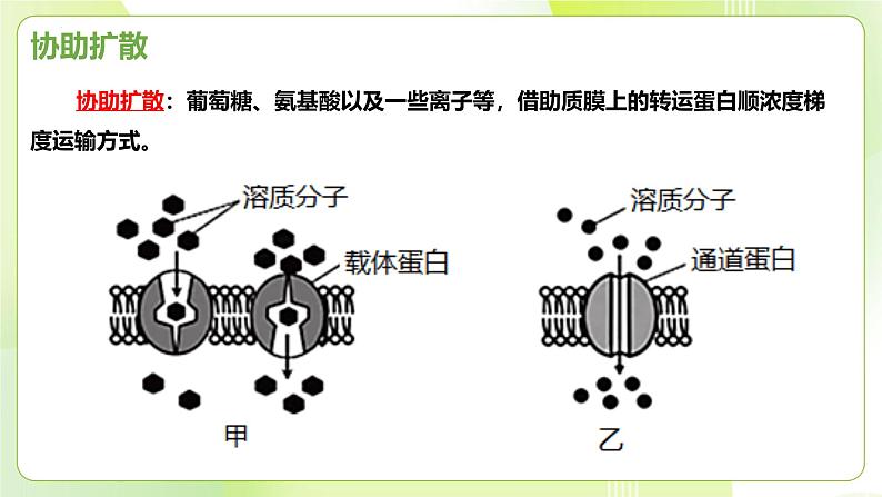 沪科技版(2020)高中生物 必修一 4.1 细胞通过质膜与外界进行物质交换 课件第8页