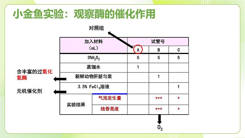 沪科技版(2020)高中生物 必修一 4.2 酶催化细胞的化学反应 课件03