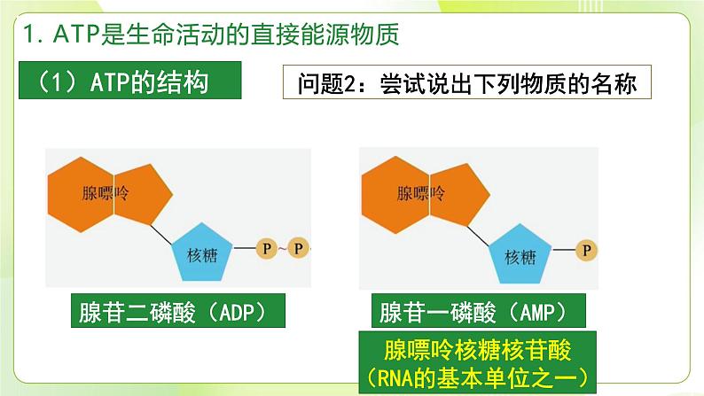 沪科技版(2020)高中生物 必修一 4.3 ATP是生命活动的直接能源物质（第1课时） 课件第6页