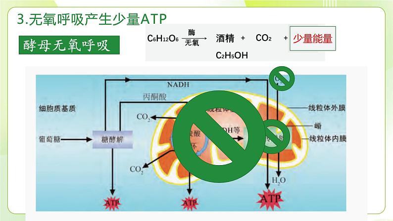 沪科技版(2020)高中生物 必修一 4.3 细胞通过分解有机分子获取能量（第2课时） 课件第7页