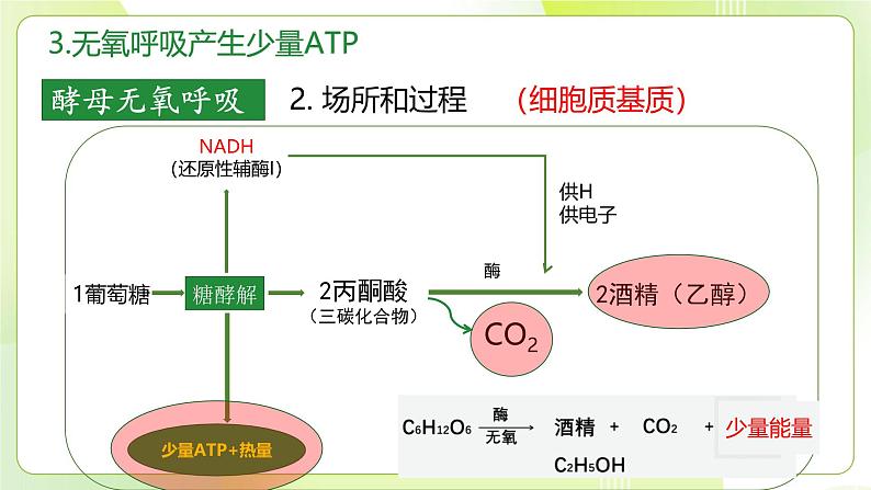 沪科技版(2020)高中生物 必修一 4.3 细胞通过分解有机分子获取能量（第2课时） 课件第8页