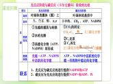 沪科技版(2020)高中生物 必修一 4.4 叶绿体将光能转换并储存在糖分子中 课件