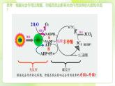 沪科技版(2020)高中生物 必修一 4.4 叶绿体将光能转换并储存在糖分子中 课件